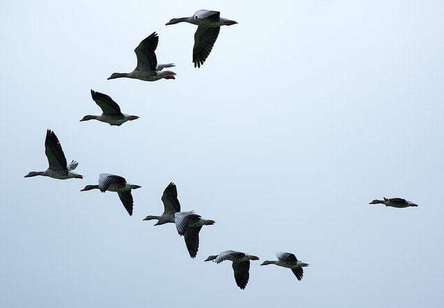A flock of wild geese