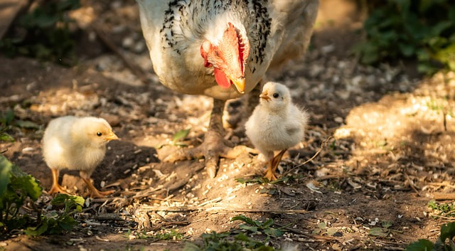 Hen scratching for her chicks