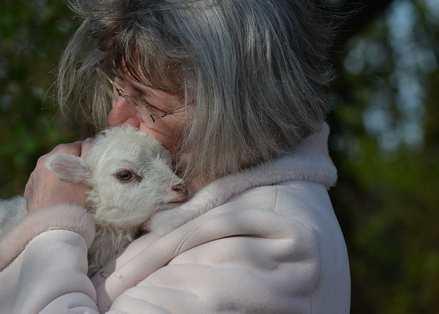 Mary and her white lamb