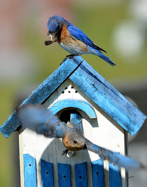 A BLUEBIRD PERCHED ON THE GATE OF A COTTAGE