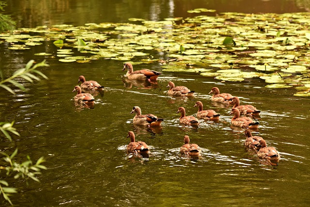 A duck pond and its brood