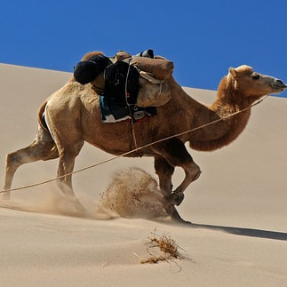 A large camel crossing the desert 