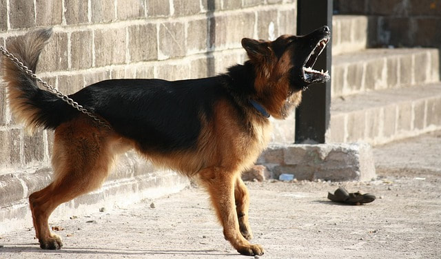 A watchdog standing guard