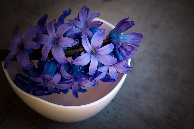 An ancient pottery bowl filled with violets