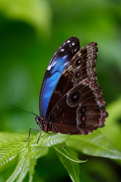 A butterfly with the right wing more perfectly formed