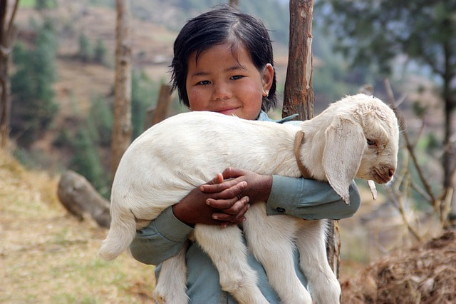 A little white lamb, a child and a Chinese servant