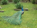 Peacock parading on an ancient lawn