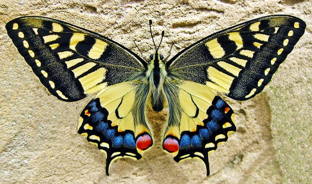 Pinning butterfly wings