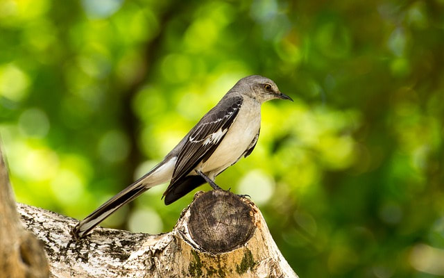 The first mockingbird in spring