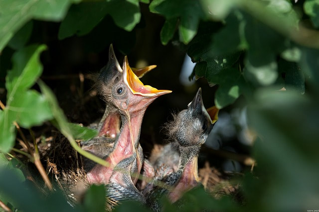Three fledglings in a nest high in a tree