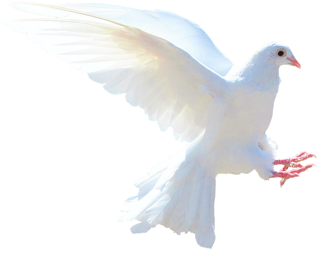 white dove flying over troubled waters