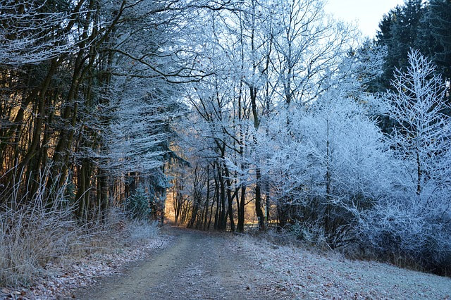Winter frost in the woods