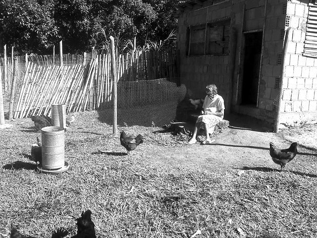 Woman feeding chickens